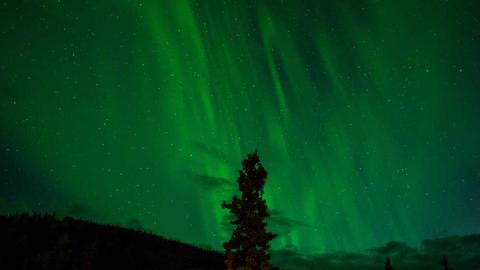 Northern lights above a lone tree